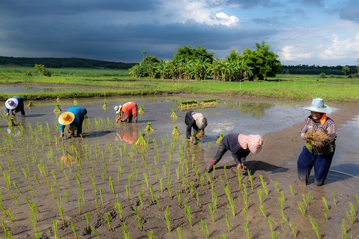 V0529068 - Rice Farming