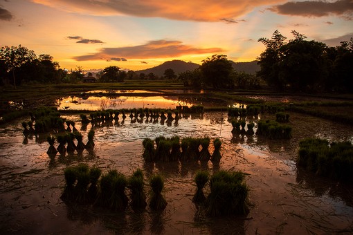 V0601016 - Sunset on rice fields