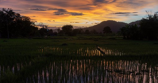 W0819007 - Sunset on rice fields