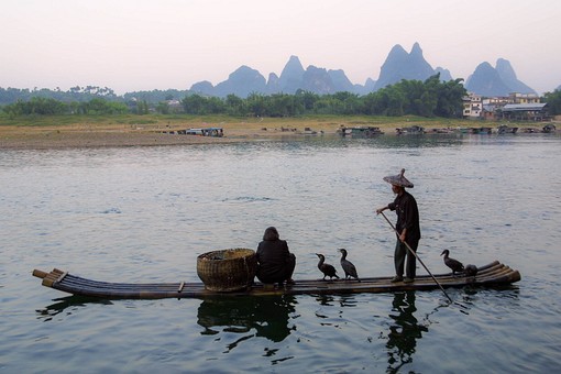 B0928167 - Cormorant Fishing