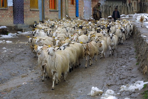 C0520117 - Langmusi Town