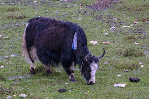 C0521087 - Tibetian Highlands