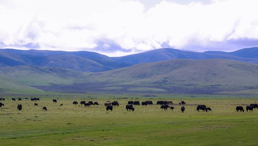 C0522167 - Tibetian Highlands