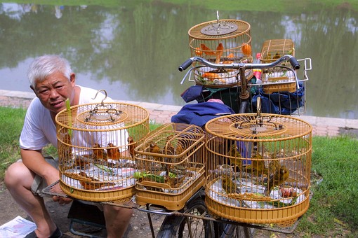 C0714015 - Birds Market