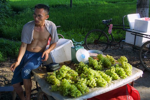 C0728116 - Vineyards