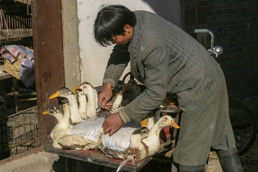 E0107436 - Lijiang Market