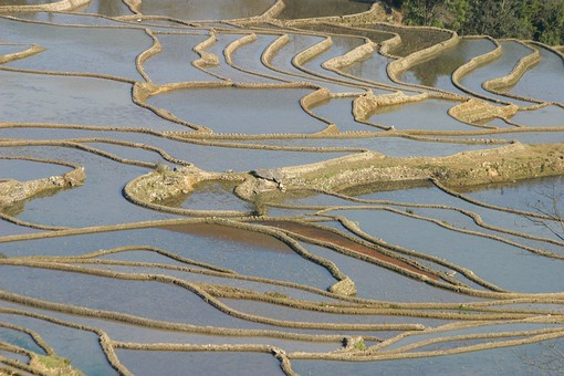 E0118055 - Rice Terraces 1