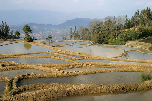 E0118412 - Rice Terraces 2