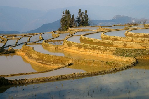 E0118413 - Rice Terraces 2