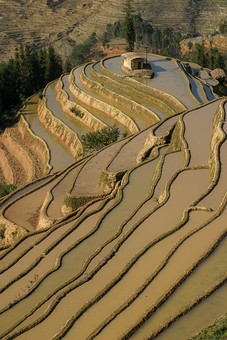 E0119343 - Rice Terraces 2