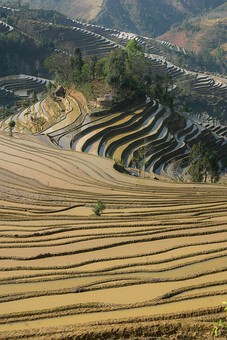 E0119352 - Rice Terraces 2