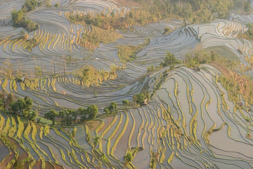 E0119510 - Rice Terraces 2