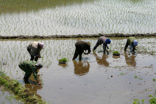 E0529107 - Rice Fields