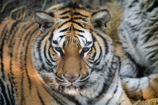 G0101147 - Tiger Park