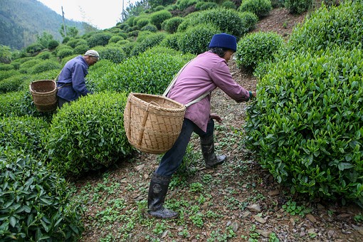 G0426037 - Tea Activities