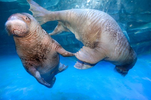 G0520166 - Ocean World