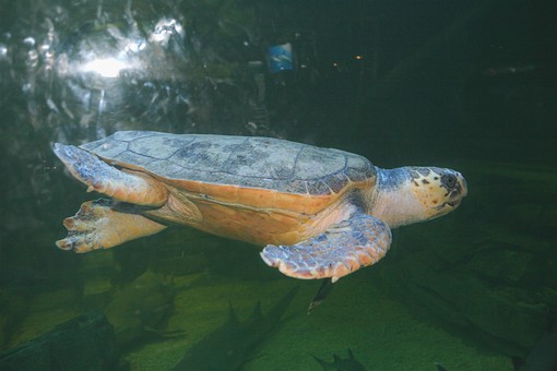 G0520204 - Ocean World