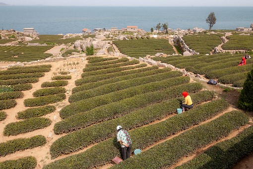 H0428443 - Tea Plantation