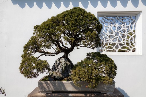 M0324283 - Bonsai Garden