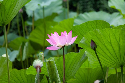 M0708120 - Lotus Pound