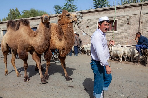 M0930445 - Camel Market
