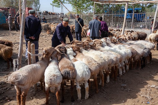 M1003297 - Livestock Market