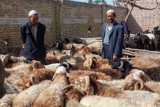 M1006313 - Livestock Market