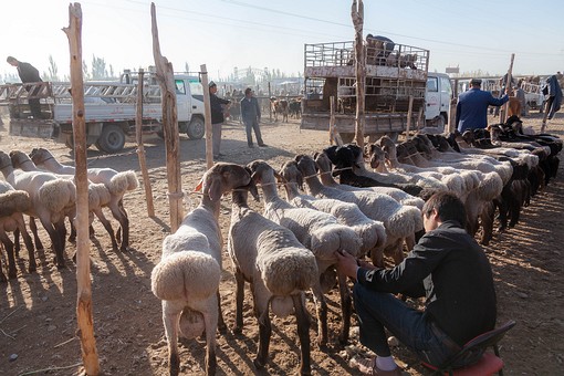 M1007112 - Sheep Market