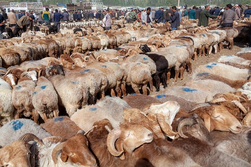 M1007389 - Sheep Market