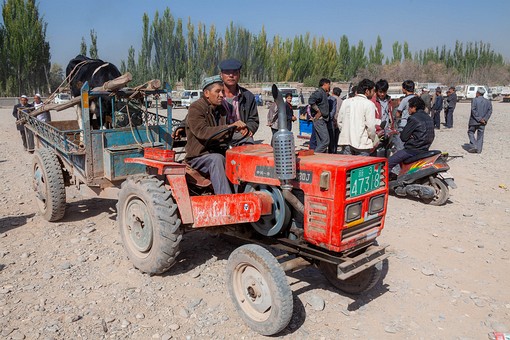 M1007397 - Cow Market