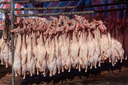 M1011039 - Peoples Park