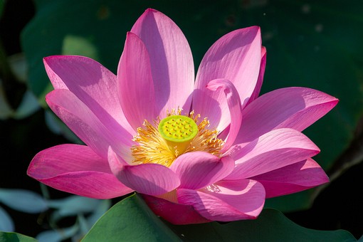 N0810142 - Guilin Park