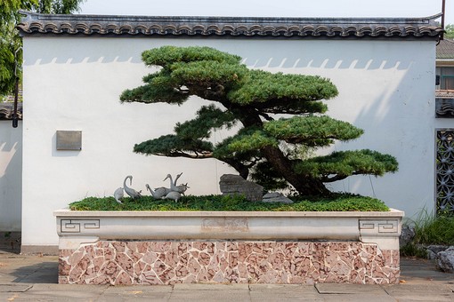 N0811169 - Bonsai Garden