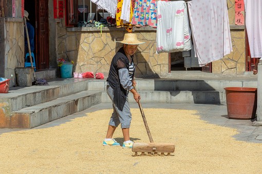 N0928559 - Drying Rice
