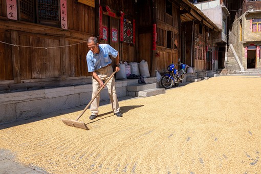 N0928598 - Drying Rice