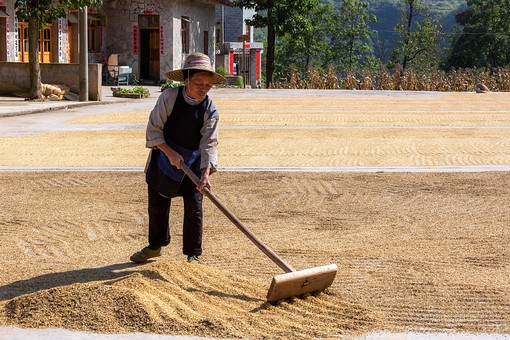 N0928625 - Drying Rice