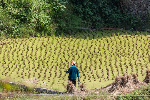 N0929232 - Rice Fields