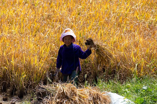 N0929437 - Rice Fields