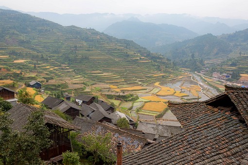 N1001195 - Hilltop-Rice Fields 