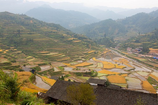 N1001252 - Hilltop-Rice Fields 