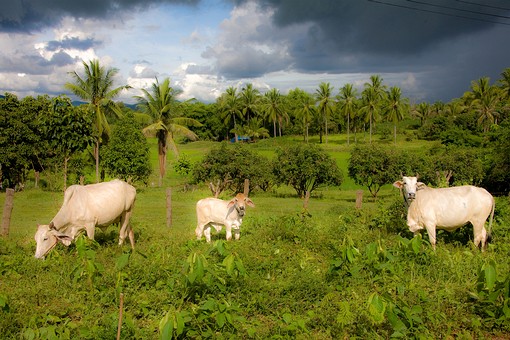 H0809089 - Livestock-Chiang Kha