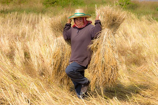 H1128107 - 02 Harvest Chat Trak