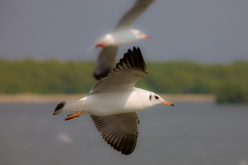 I1023027 - Bang Pu Seaside