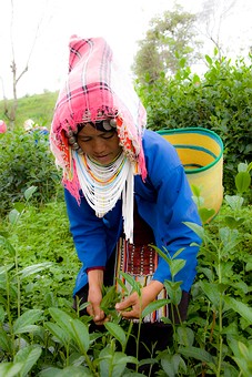 I1103119 - Mae Salong