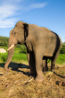 I1103509 - Chiang Dao Elephants