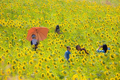 I1213143 - Sunflower Fields