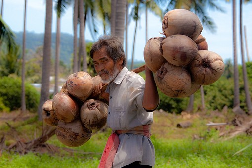 J0719193 - Coconut Farming