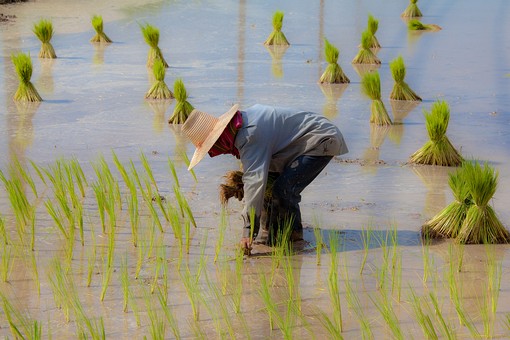 J0724010 - Rice Field