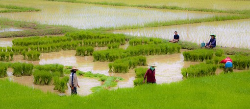 J0725011 - Rice Fields