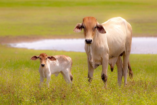 J0725120 - Ubolratana Lake